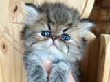 Chaton Persan mâle à réserver LOOF né en mai 2026