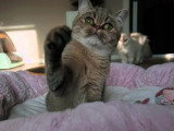 Chaton Persan mâle à réserver LOOF né en mai 2026