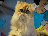 Chaton Persan mâle à réserver LOOF né en mai 2026