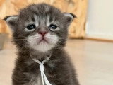 9 chatons Maine Coon LOOF nés en juin 2026 à réserver