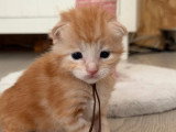 9 chatons Maine Coon LOOF nés en juin 2026 à réserver