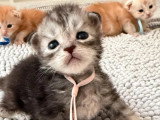 9 chatons Maine Coon LOOF nés en juin 2026 à réserver