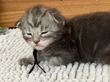 9 chatons Maine Coon LOOF nés en juin 2026 à réserver