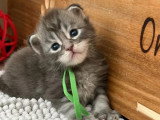 9 chatons Maine Coon LOOF nés en juin 2026 à réserver