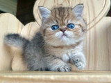 Chaton Persan mâle à réserver LOOF né en avril 2026