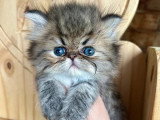 Chaton Persan mâle à réserver LOOF né en avril 2026