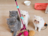 Chatons Persan à vendre