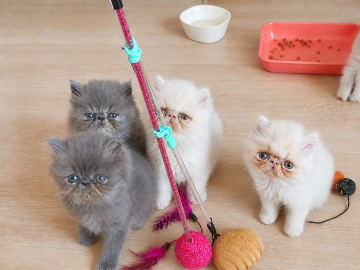 Chatons Persan à vendre