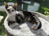 Bao, petit chaton fripon à adopter en association