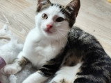Bao, petit chaton fripon à adopter en association