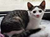 Bobby, petit chaton à adopter en association