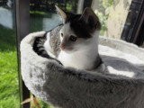 Bobby, petit chaton à adopter en association