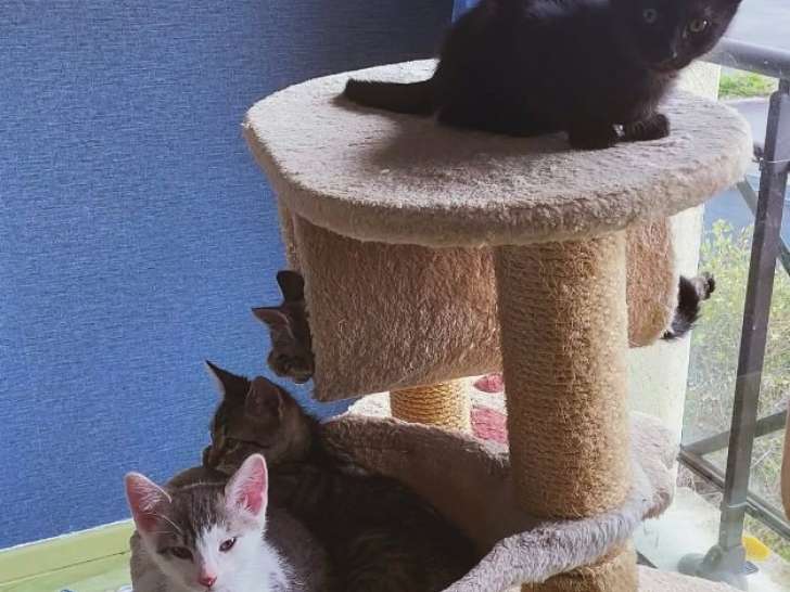 Trio d'enfer à adopter seul ou à plusieurs en association