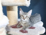 Deux chatons à adopter en association seul ou à deux