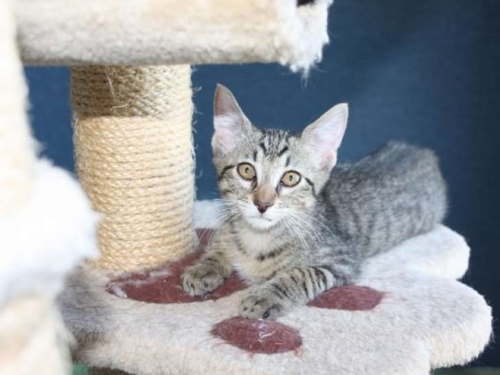 Deux chatons à adopter en association seul ou à deux