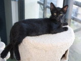 Deux chatons à adopter en association seul ou à deux