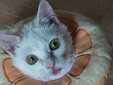 Milka, petite chérie blanche à adopter en association