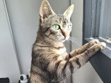 Ficelle, délicate tigrée à adopter en association