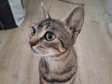 Ficelle, délicate tigrée à adopter en association