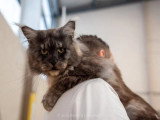 Saillie Maine Coon LOOF mâle black smoke de janvier 2023