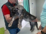 Saillie Maine Coon LOOF mâle black smoke de janvier 2023