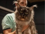 Saillie Maine Coon LOOF mâle black smoke de janvier 2023