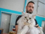 Saillie Maine Coon mâle black silver shaded inscrit LOOF de novembre 2023