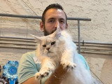 Saillie Maine Coon mâle black silver shaded inscrit LOOF de novembre 2023