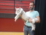 Saillie Maine Coon mâle black silver shaded inscrit LOOF de novembre 2023