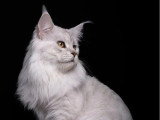 Saillie Maine Coon mâle black silver shaded inscrit LOOF de novembre 2023