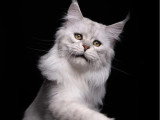 Saillie Maine Coon mâle black silver shaded inscrit LOOF de novembre 2023