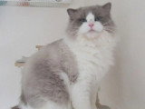 Chat Ragdoll bleu bicolore non LOOF né en septembre 2024 à vendre