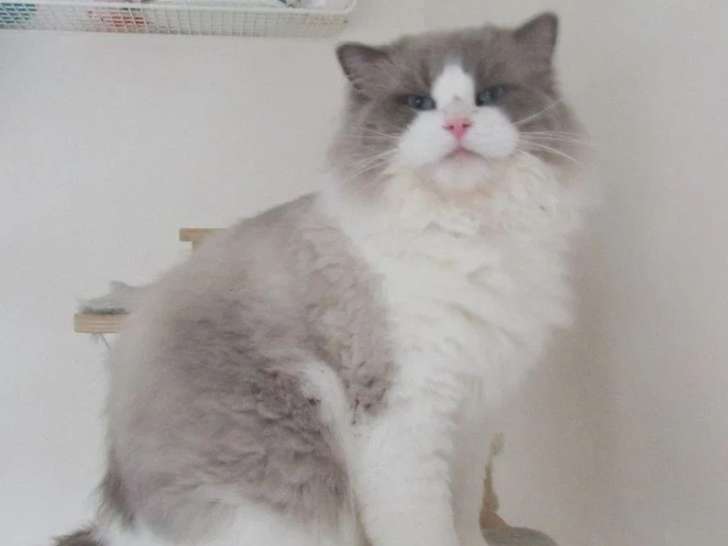 Chat Ragdoll bleu bicolore non LOOF né en septembre 2024 à vendre
