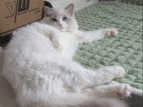 Chat Ragdoll bleu bicolore non LOOF né en septembre 2024 à vendre