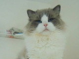 Chat Ragdoll bleu bicolore non LOOF né en septembre 2024 à vendre