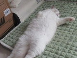 Chat Ragdoll bleu bicolore non LOOF né en septembre 2024 à vendre