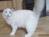 Chat Ragdoll bleu bicolore non LOOF né en septembre 2024 à vendre