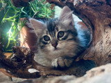 Superbes chatons Sibériens traditionnels LOOF à vendre