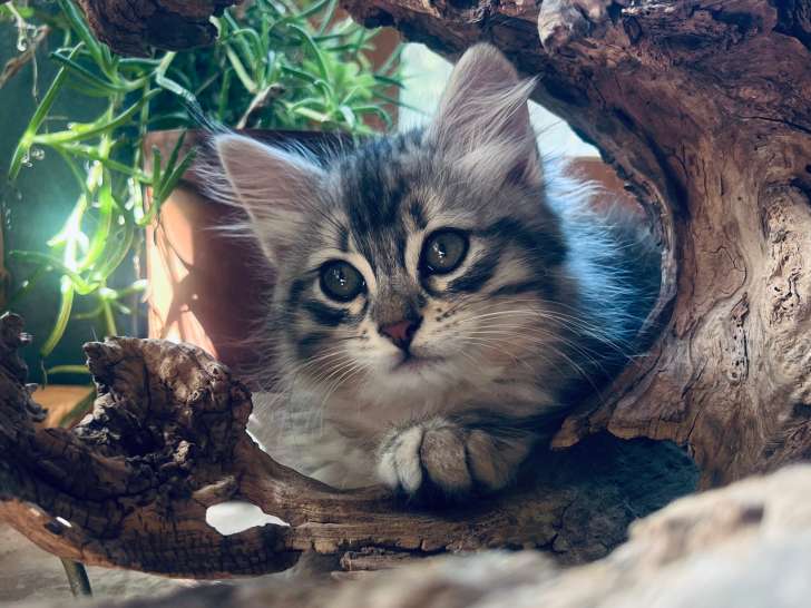 Superbes chatons Sibériens traditionnels LOOF à vendre