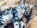 Superbes chatons Sibériens traditionnels LOOF à vendre