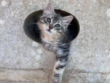 Superbes chatons Sibériens traditionnels LOOF à vendre