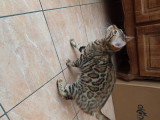 Chatonne Bengal à vendre