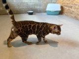 Chatonne Bengal à vendre