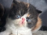 Chaton femelle Exotic Shorthair calico d'avril 2026 à réserver LOOF