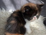 Chaton femelle Exotic Shorthair calico d'avril 2026 à réserver LOOF
