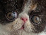Chaton femelle Exotic Shorthair calico d'avril 2026 à réserver LOOF