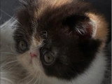 Chaton femelle Exotic Shorthair calico d'avril 2026 à réserver LOOF