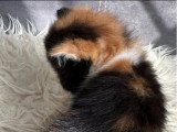 Chaton femelle Exotic Shorthair calico d'avril 2026 à réserver LOOF