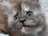 Chatonne Maine Coon à vendre