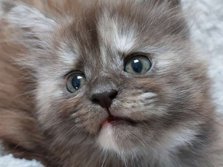 Chatonne Maine Coon à vendre